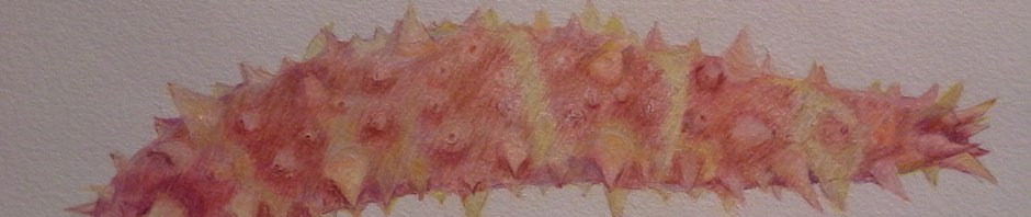 Scientific Illustration