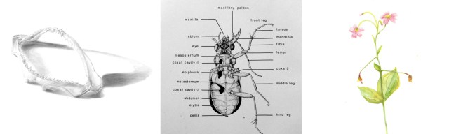 Scientific Illustration