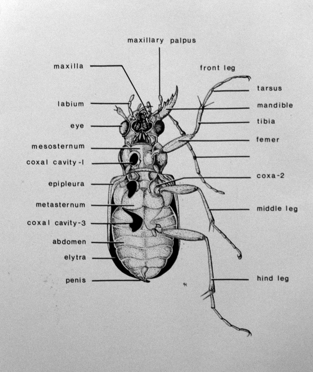 Scientific Illustration; Beetle