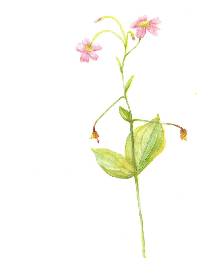 Scientific Illustration; Botanical; Pink Flower