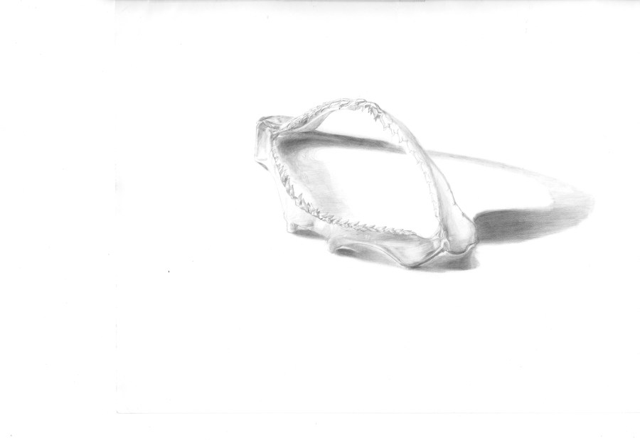 Scientific Illustration of Shark Jaw