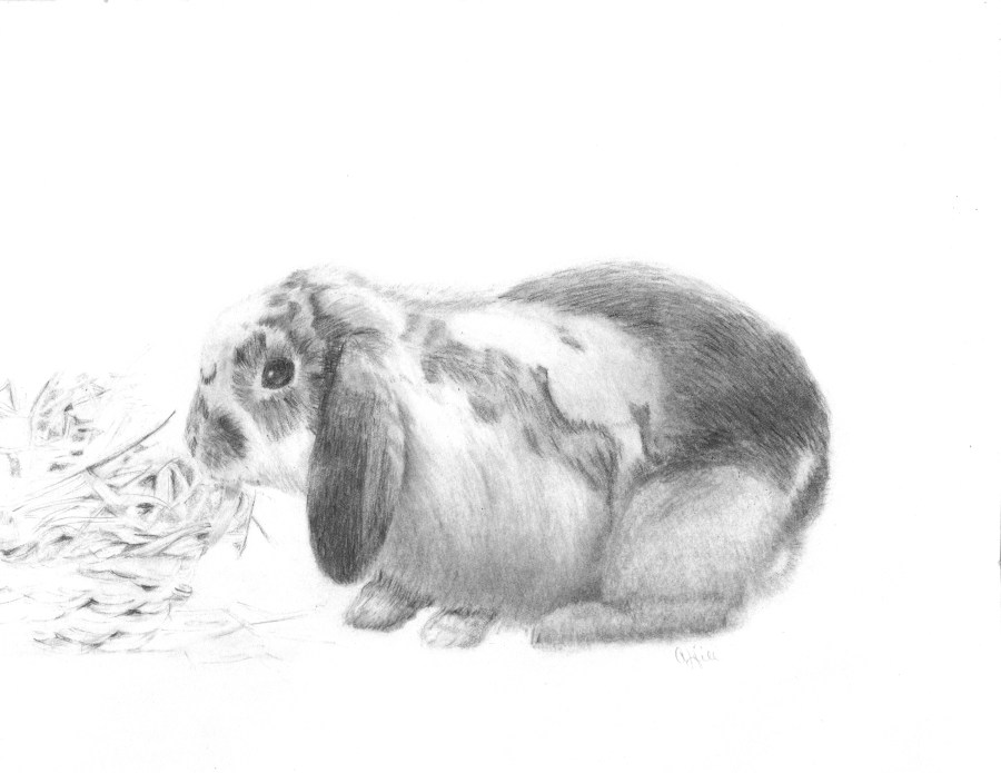 Pencil Pet Portrait of Cinnamon; Rabbit