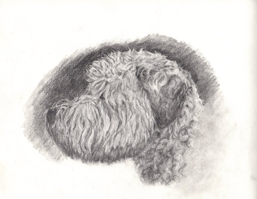 Pencil Pet Portrait of Curly Haired Dog