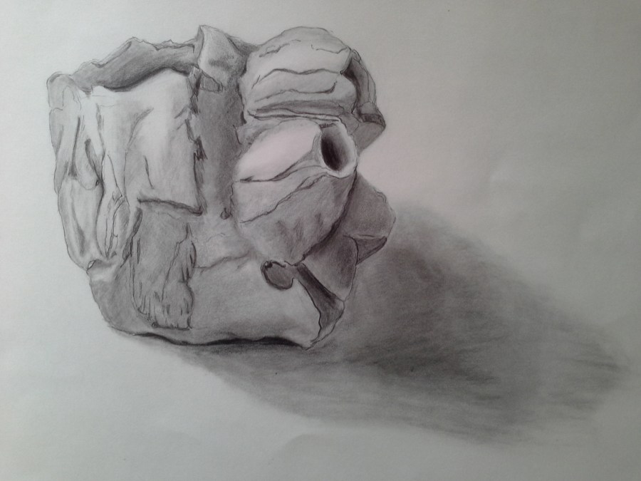 Scientific Illustration of Barnacle