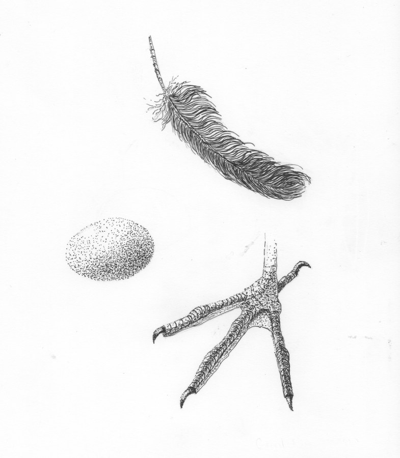 Scientific Illustration of Bird Egg, Foot, Feather