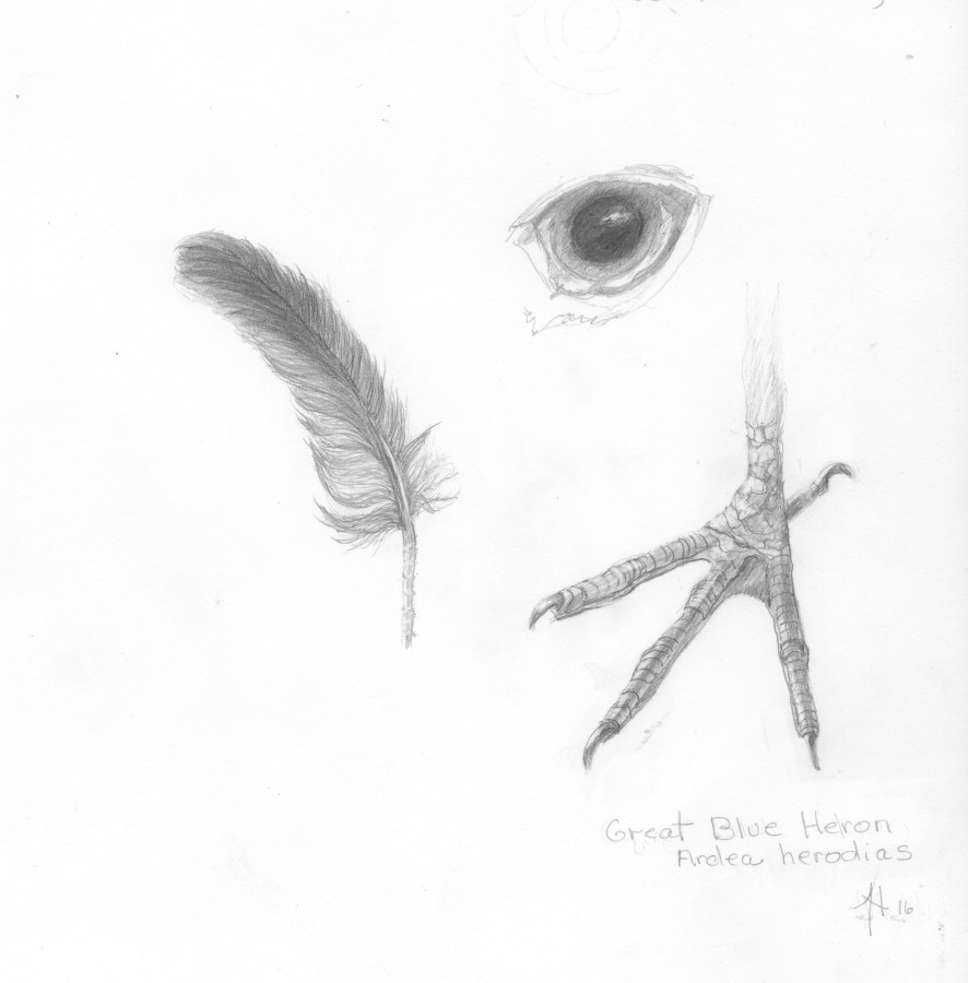 Scientific Illustration of Bird Eye Foot Feather