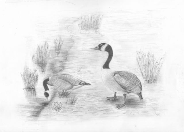 Scientific Illustration of Canada Goose