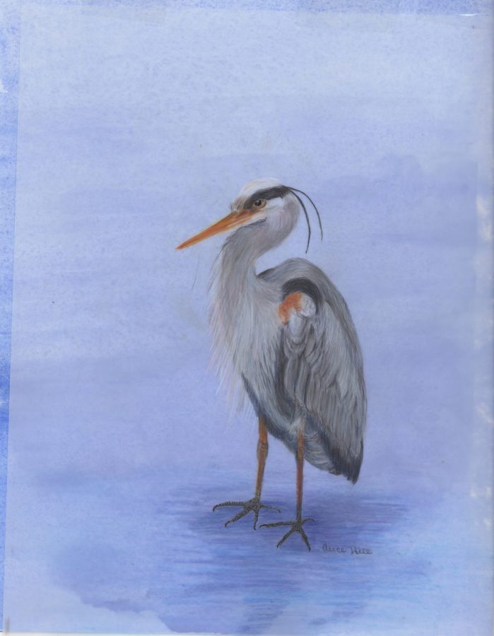 Colored pencil and watercolor painting; wildlife portrait of a blue heron standing in water
