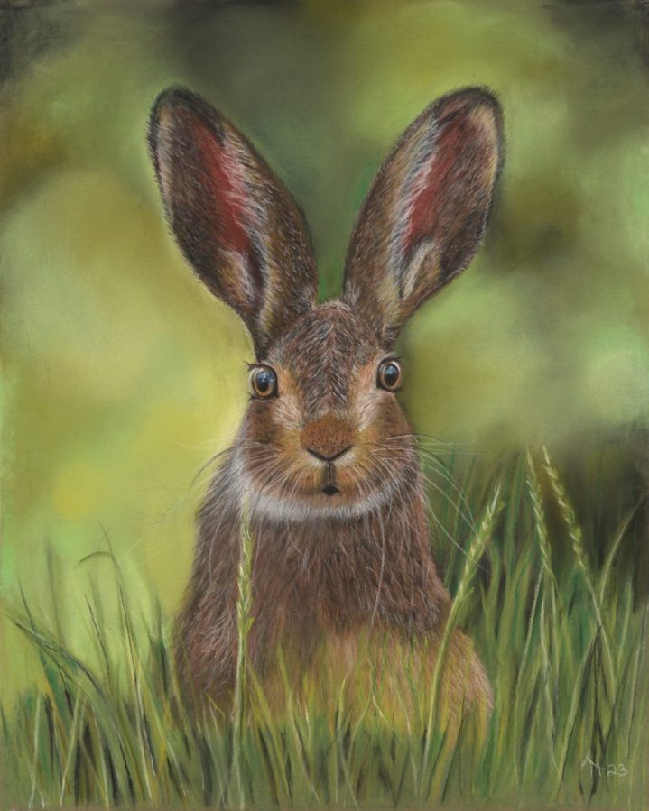 Pastel painting and wildlife portrait of a hare with a look of surprise on its face sitting alert in the grass