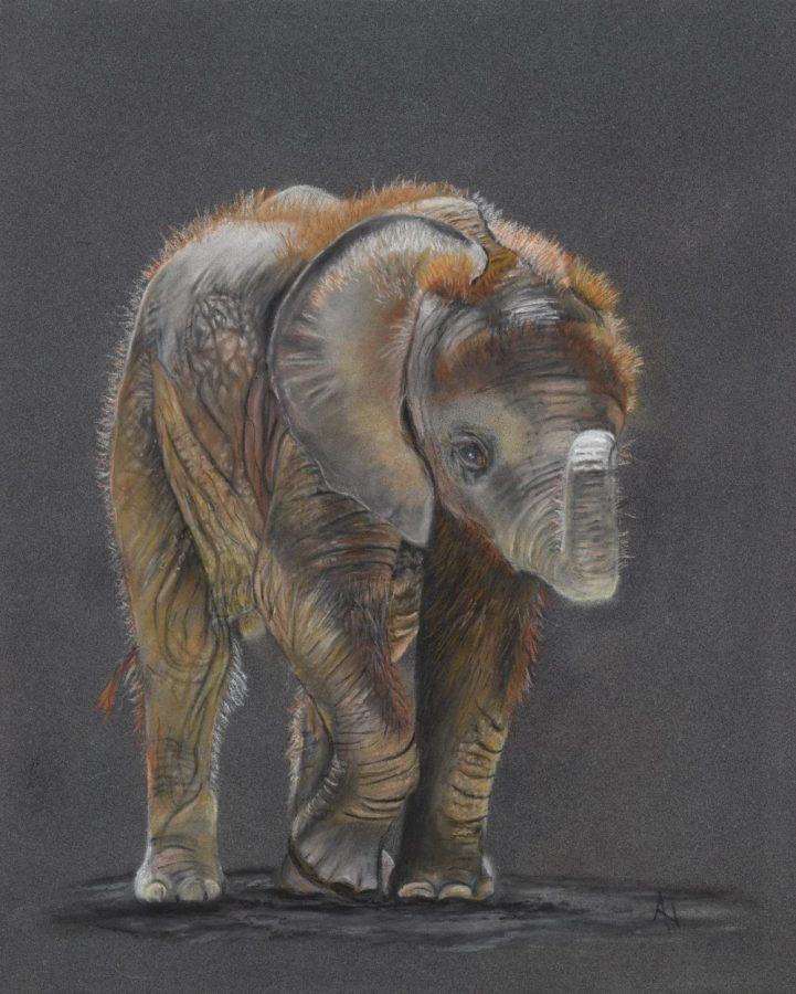 Pastel painting and wildlife portrait of a baby elephant on a grey background