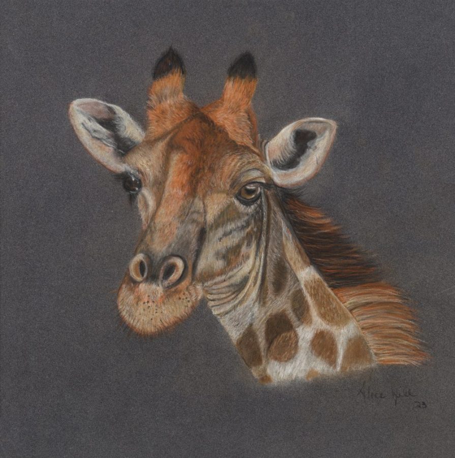 Pastel painting and wildlife portrait of a giraffe on a grey backgrounds