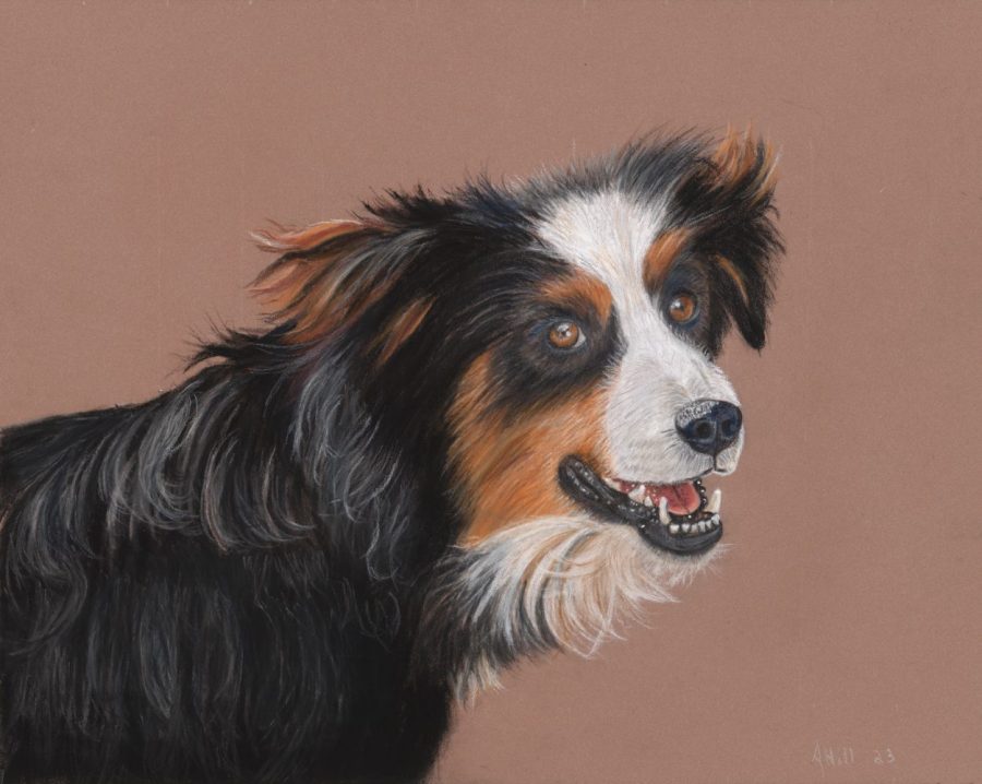 Pastel Painting and Pet Portrait of Australian Shepard on a brown background