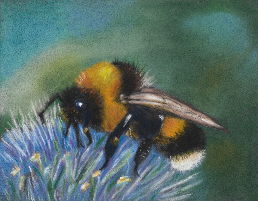 Pastel painting and wildlife portrait of a honey bee on a blue flower