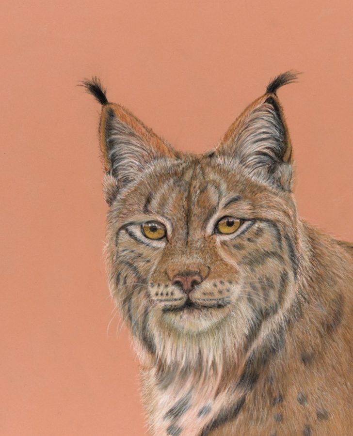 Pastel painting and wildlife portrait of a lynx on a peach background
