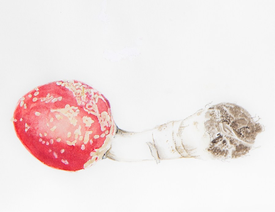 Scientific Illustration of Mushroom