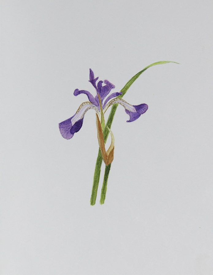 Botanical Scientific Illustration