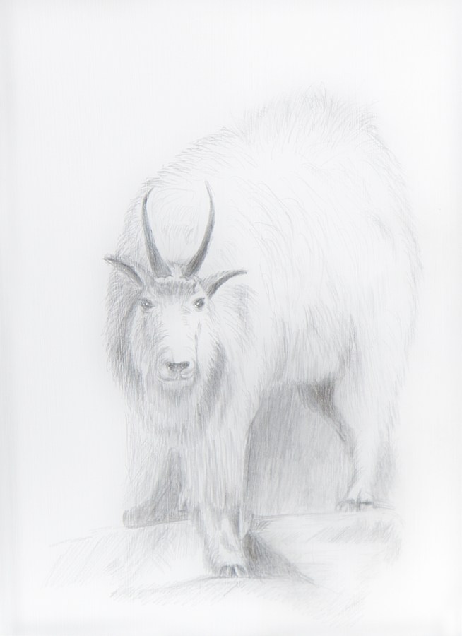 Wildlife Portrait; Pencil