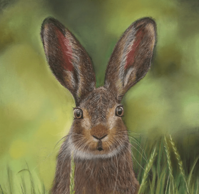 Pastel painting and wildlife portrait of a hare with a look of surprise on its face sitting alert in the grass